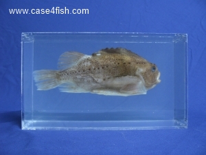 Foto Galerie/Perciformes/Cottoidei/Cyclopterus lumpus/Cyclopterus lumpus_02_S.jpg